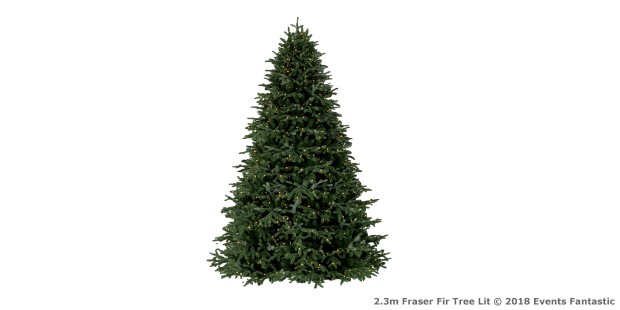 2-3m-Fraser-Fir-Tree-2