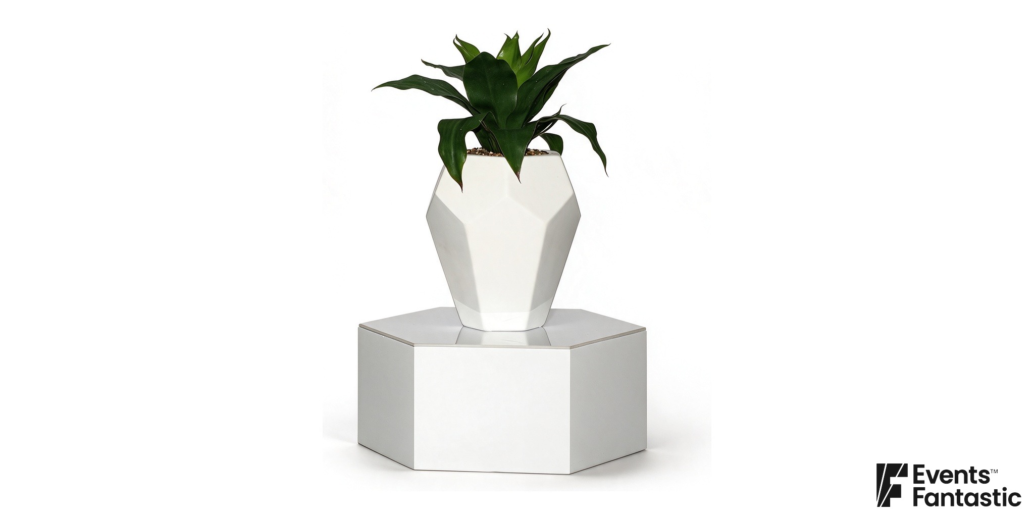 Hex Plant Centrepiece