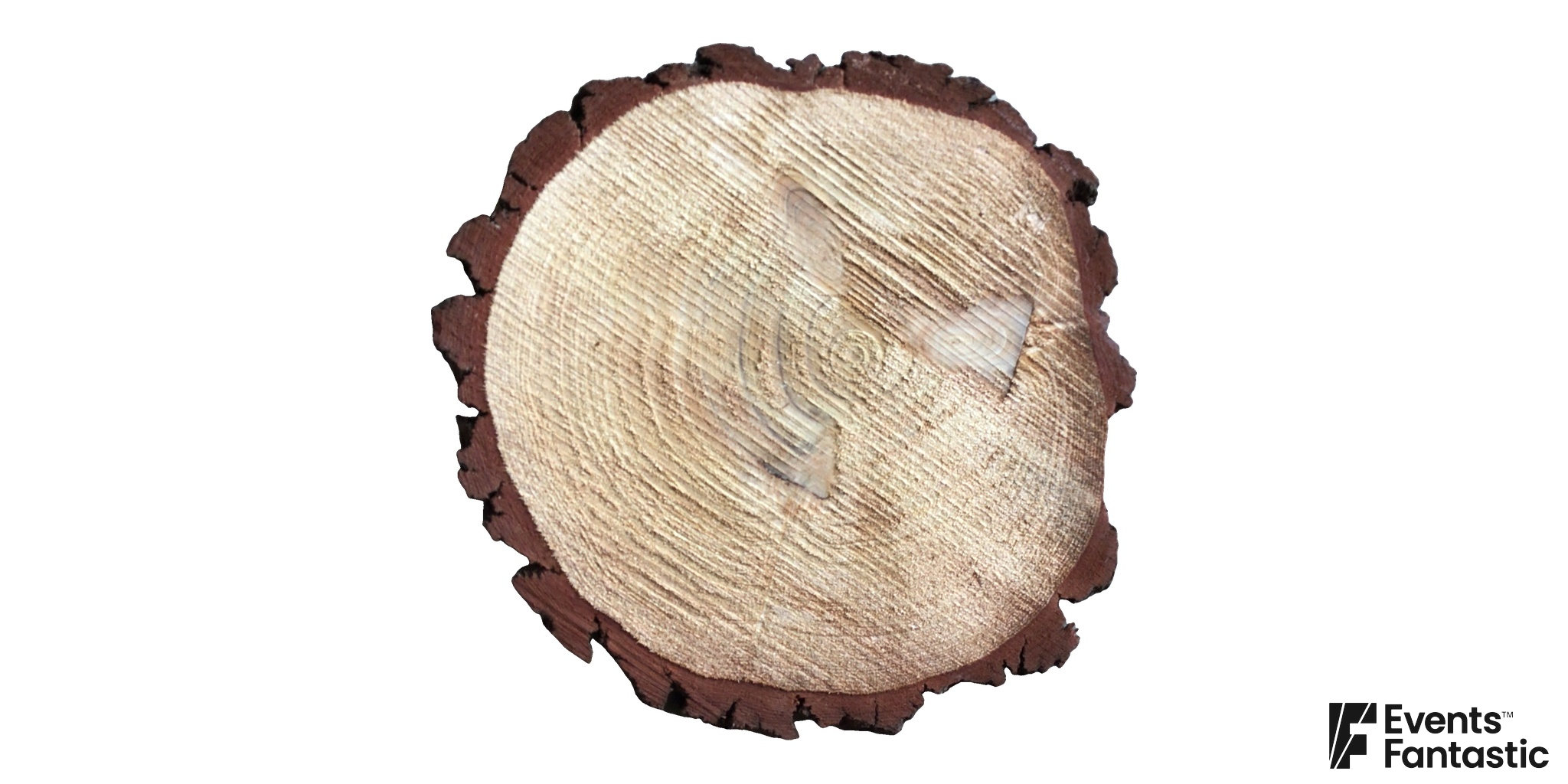 Timber round viewed from above, with a textured cut face and an irregular dark bark edge.